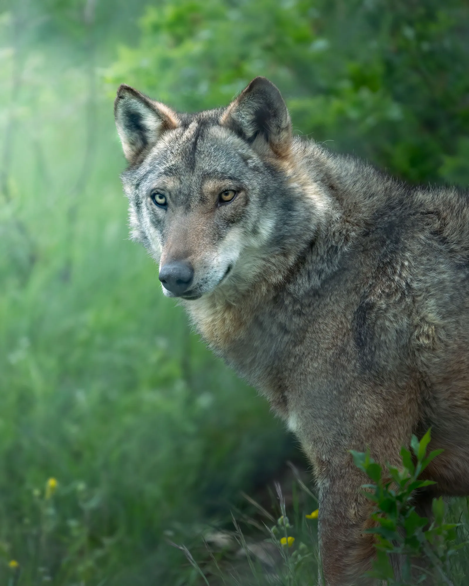 Alma de Lobo · Encuentro de Hombres