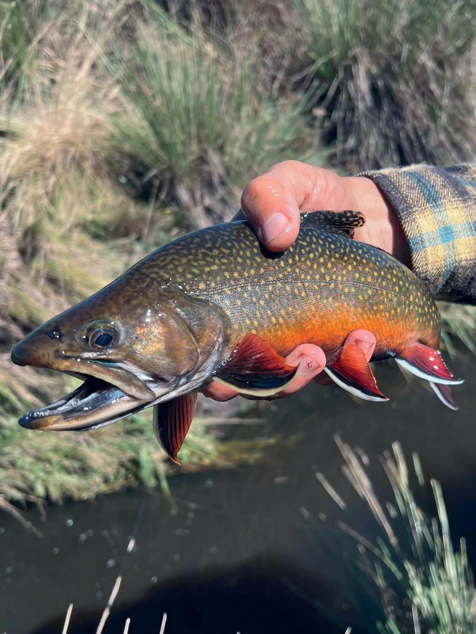 Brook Trout