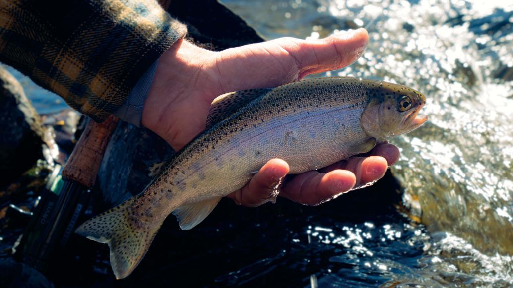 Rainbow Trout