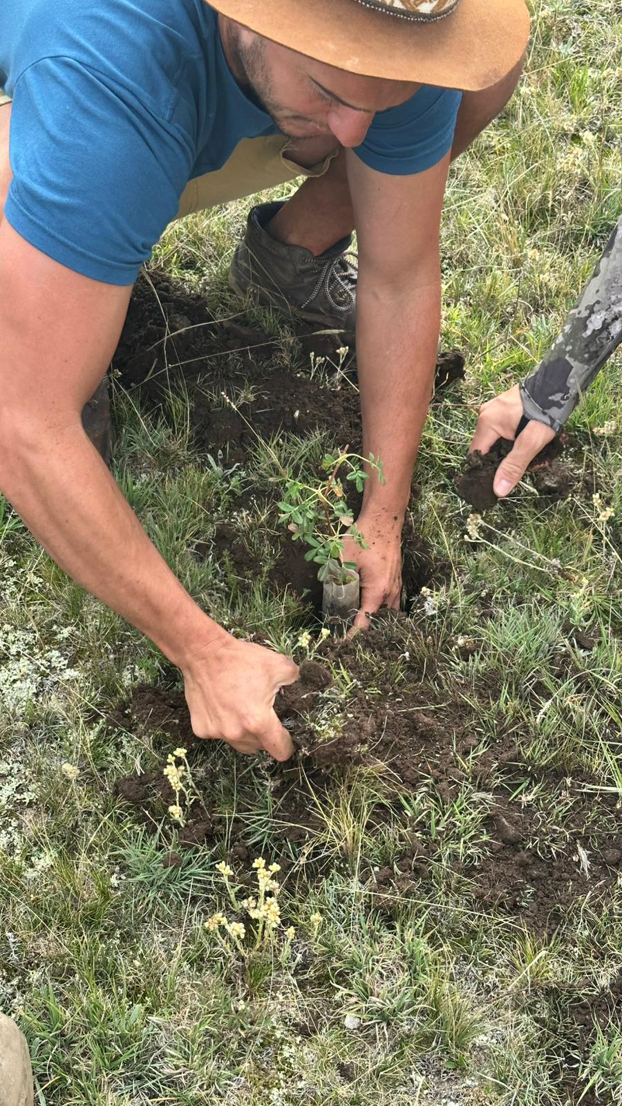 Manos plantando un árbol nativo en la montaña