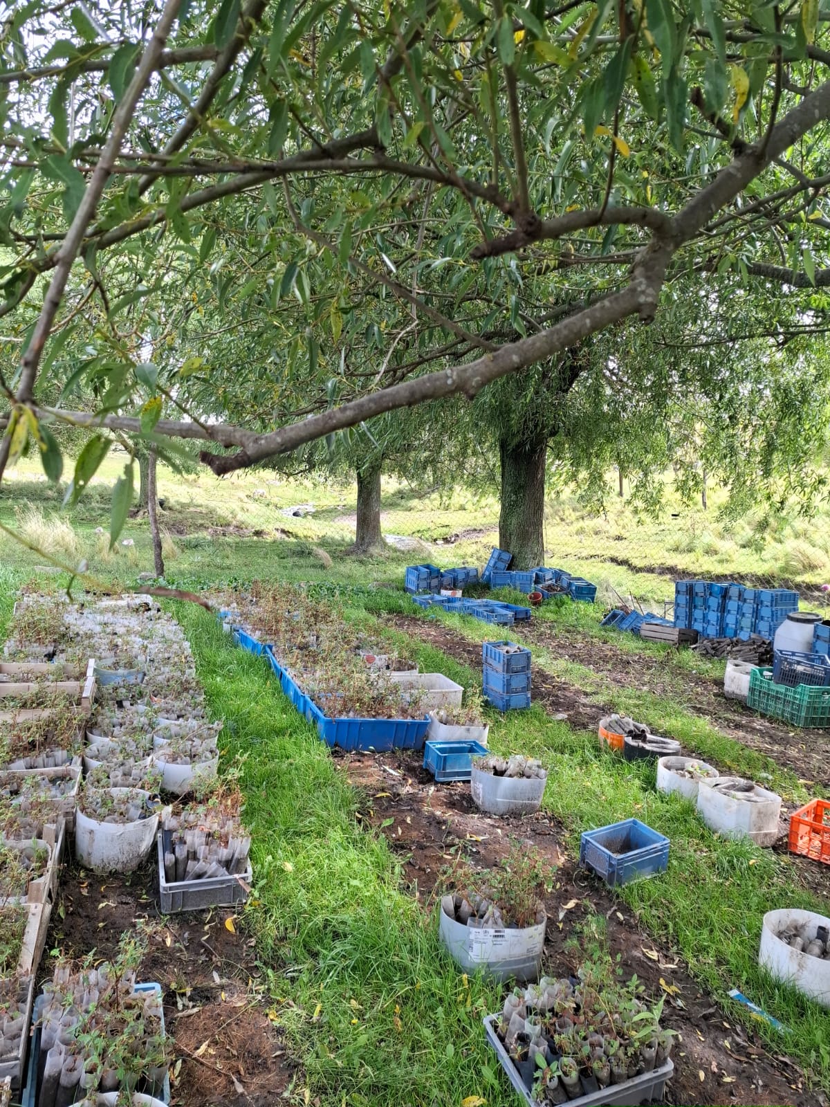 Plantines nativos preparados bajo los árboles para la jornada de reforestación